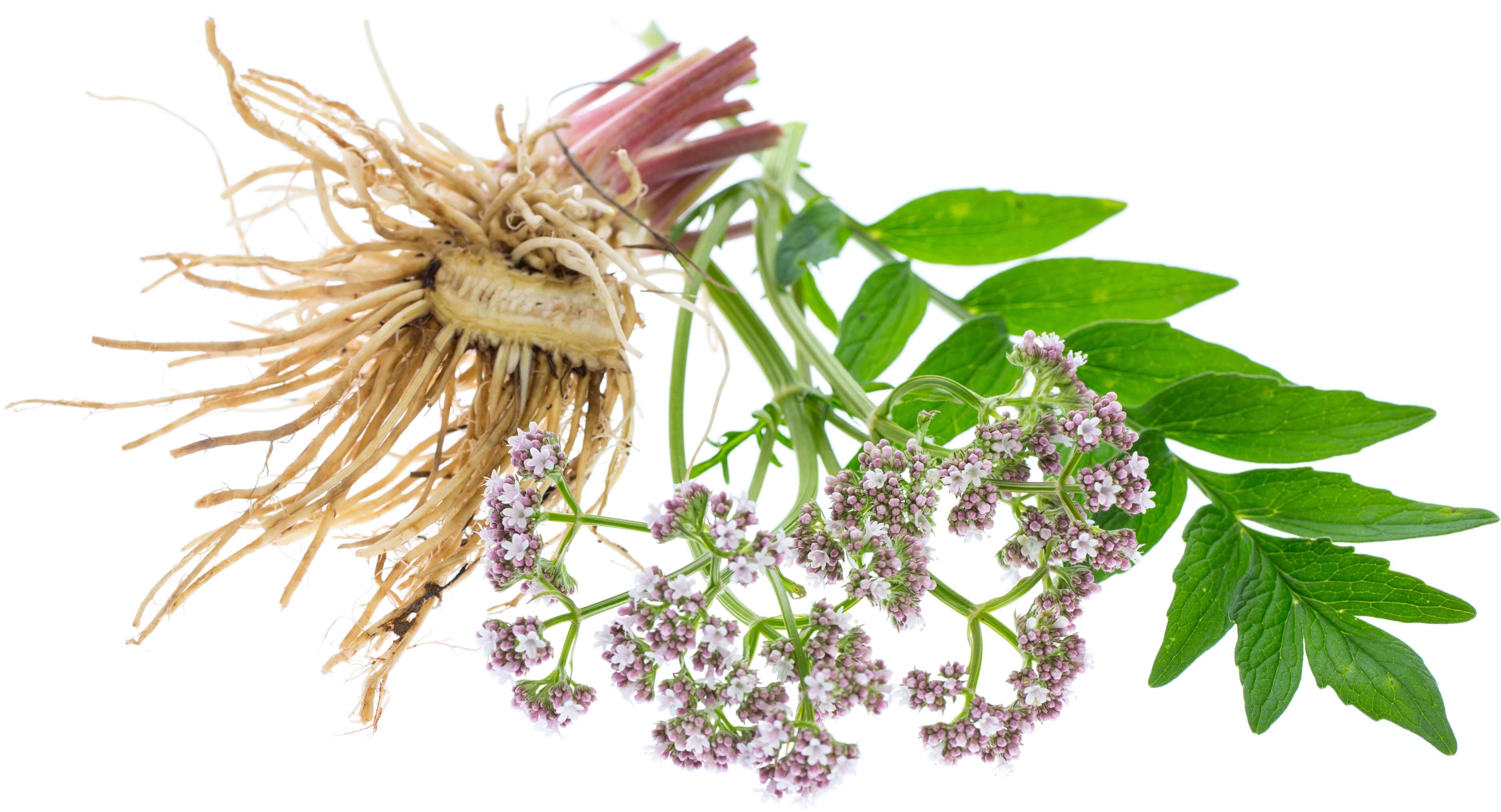 kozinec blatnitý(1)